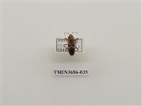 藏品(突背斑紅椿象)的圖片